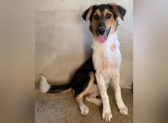 Kati, geb. ca. 03/2025, lebt in GRIECHENLAND, im städt. Tierheim Serres