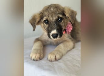Karolina, geb. ca. 03/2026, lebt in GRIECHENLAND, im städt. Tierheim Serres