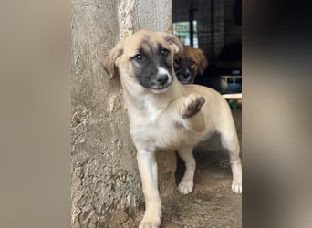 Mira, geb. ca. 12/2025, lebt in GRIECHENLAND, im städt. Tierheim Serres