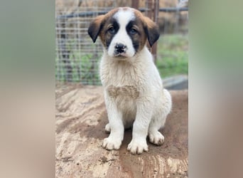 Diavolo, geb. ca. 11/2025, lebt in GRIECHENLAND, auf einer privaten Pflegestelle