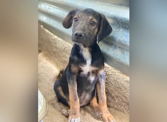 Miranda, geb. ca. 01/2026, lebt in GRIECHENLAND, auf einer privaten Pflegestelle