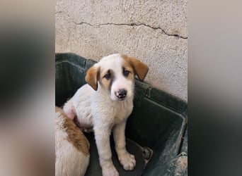 Amon, geb. ca. 02/2026, lebt in GRIECHENLAND, im städt. Tierheim Serres