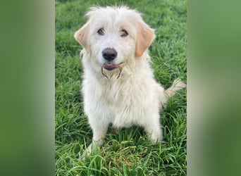 Arina, geb. ca. 10/2024, lebt in GRIECHENLAND, im städt. Tierheim Serres