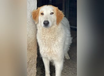 Tobby, geb. ca. 11/2022, lebt in GRIECHENLAND, im städt. Tierheim Serres