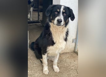 Cars, geb. ca. 12/2023, lebt in GRIECHENLAND, im städt. Tierheim Serres