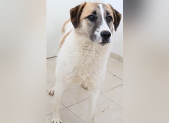 Taro, geb. ca. 08/2018, lebt in GRIECHENLAND, im städt. Tierheim Serres