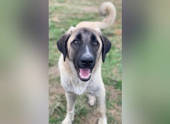 Twixx, geb. ca. 03/2025, lebt in GRIECHENLAND, im städt. Tierheim Serres