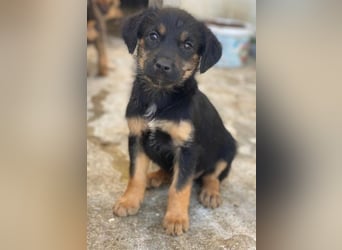 Namari, geb. ca. 02/2026, lebt in GRIECHENLAND, im städt. Tierheim Serres
