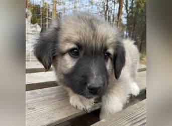 Venus, geb. ca. 08/2022, lebt in GRIECHENLAND, auf einer privaten Pflegestelle