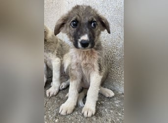 Karolina, geb. ca. 03/2026, lebt in GRIECHENLAND, im städt. Tierheim Serres