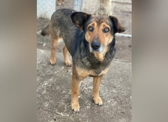 Violetta, geb. ca. 09/2018, lebt in GRIECHENLAND, im städt. Tierheim Serres