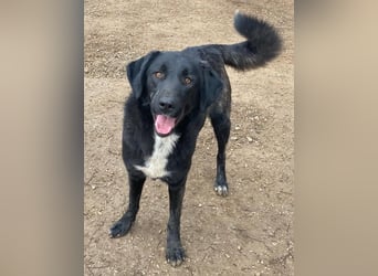 Panthera, geb. ca. 05/2023, lebt in GRIECHENLAND, auf einer privaten Pflegestelle