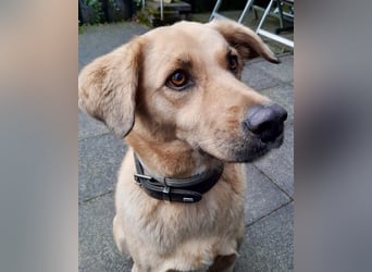 Fanta, geb. ca. 05/2017, lebt bei einer Familie in 48317 Drensteinfurt, Vermittlungshilfe