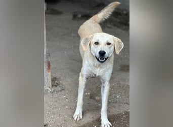Shaggy, geb. ca. 04/2025, lebt in GRIECHENLAND, im städt. Tierheim Serres