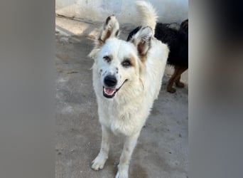 Hope, geb. ca. 03/2024, lebt in GRIECHENLAND, im städt. Tierheim Serres