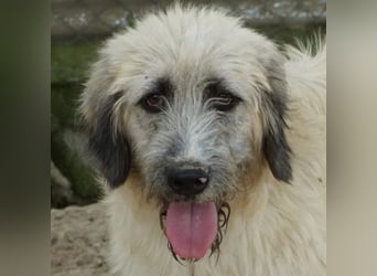 Taigo, geb. ca.09/2025, lebt in GRIECHENLAND, im städt. Tierheim Serres