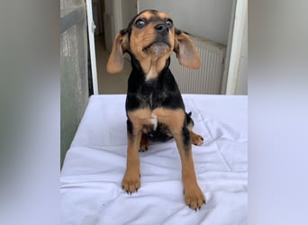 Linaria, geb. ca. 12/2025, lebt in GRIECHENLAND, im städt. Tierheim Serres