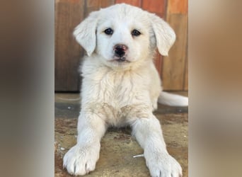 Saki, geb. ca. 03/2026, lebt in GRIECHENLAND, auf einer privaten Pflegestelle