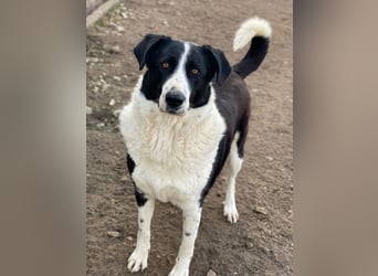 Franka, geb. ca. 06/2019, lebt in GRIECHENLAND, im städt. Tierheim Serres