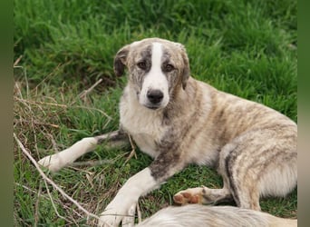 Xabi, geb. ca. 07/2023, lebt in GRIECHENLAND, auf einem Gelände, Hunde werden notdürftig versorgt