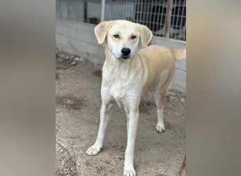 Shaggy, geb. ca. 04/2025, lebt in GRIECHENLAND, im städt. Tierheim Serres