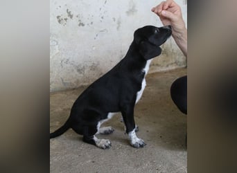 Willow, geb. ca. 06/2026, lebt in GRIECHENLAND, auf einer privaten Pflegestelle