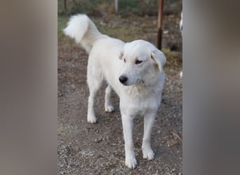 Idallo, geb. ca. 12/2020, lebt in GRIECHENLAND, im städt. Tierheim Serres