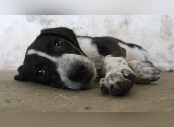 Winona, geb. 06/2026, lebt in GRIECHENLAND, auf einer privaten Pflegestelle