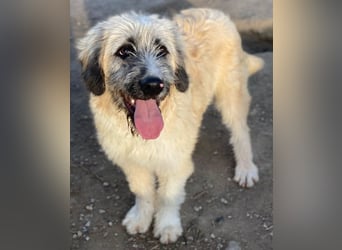 Taigo, geb. ca.09/2025, lebt in GRIECHENLAND, im städt. Tierheim Serres