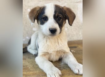 Yoko, geb. ca. 03/2026, lebt in GRIECHENLAND, auf einer privaten Pflegestelle