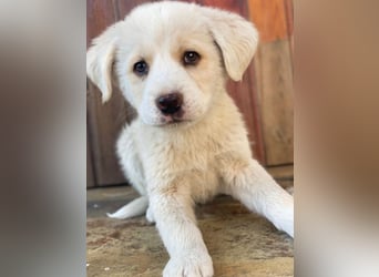 Nacho, geb. ca. 03/2026, lebt in GRIECHENLAND, auf einer privaten Pflegestelle