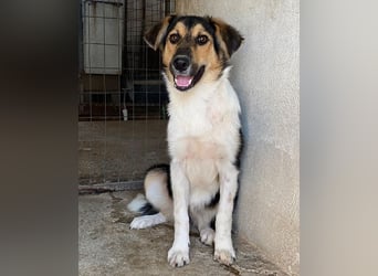 Kati, geb. ca. 03/2025, lebt in GRIECHENLAND, im städt. Tierheim Serres