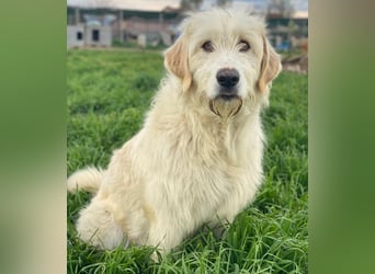 Arina, geb. ca. 10/2024, lebt in GRIECHENLAND, im städt. Tierheim Serres