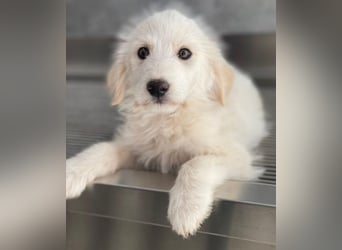 Zucker, geb. ca. 01/2026, lebt in GRIECHENLAND, auf einer privaten Pflegestelle