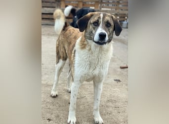 Indira, geb. ca. 01/2023, lebt in GRIECHENLAND, im städt. Tierheim Serres