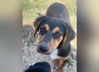 Quasti, geb. ca. 02/2025, lebt in GRIECHENLAND, auf einer privaten Pflegestelle