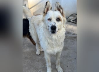 Hope, geb. ca. 03/2024, lebt in GRIECHENLAND, im städt. Tierheim Serres