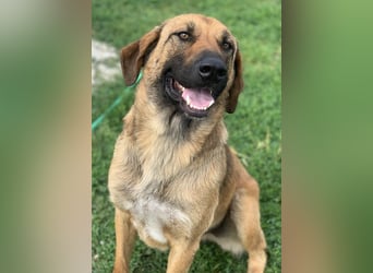 Xawi, geb. ca. 12/2019, lebt in GRIECHENLAND, im städt. Tierheim Serres