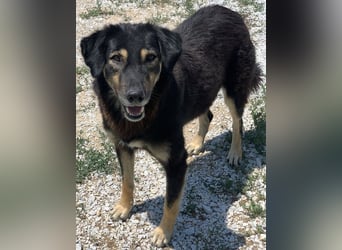 Lavinia, geb. ca. 06/2019, lebt in GRIECHENLAND, im städt. Tierheim Serres