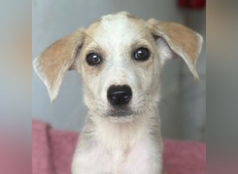 Ivy, geb. ca. 05/2026, lebt in GRIECHENLAND, im städt. Tierheim Serres