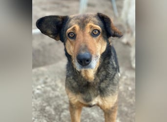 Violetta, geb. ca. 09/2018, lebt in GRIECHENLAND, im städt. Tierheim Serres