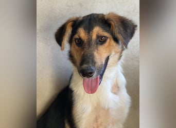 Kati, geb. ca. 03/2025, lebt in GRIECHENLAND, im städt. Tierheim Serres