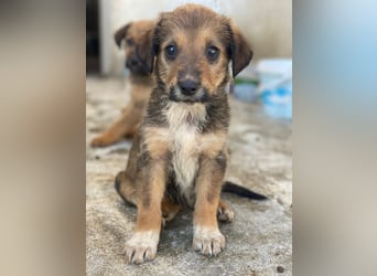 Woody, geb. ca. 02/2026, lebt in GRIECHENLAND, im städt. Tierheim Serres