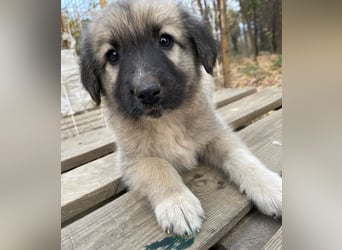 Venus, geb. ca. 08/2022, lebt in GRIECHENLAND, auf einer privaten Pflegestelle