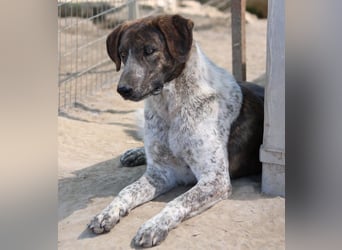 Naxos, geb. ca. 07/2020, lebt in GRIECHENLAND, im städt. Tierheim Serres
