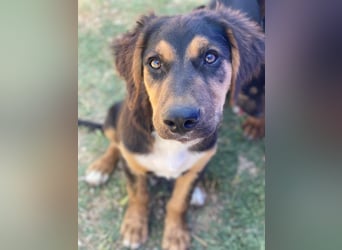 Quasti, geb. ca. 02/2025, lebt in GRIECHENLAND, auf einer privaten Pflegestelle