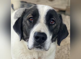 Marinara, geb. ca. 01/2025, lebt in GRIECHENLAND, auf einer privaten Pflegestelle