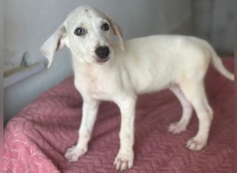 Lily, geb. ca. 05/2026, lebt in GRIECHENLAND, im städt. Tierheim Serres