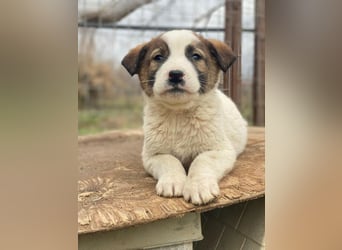 Calzone, geb. ca. 11/2025, lebt in GRIECHENLAND, auf einer privaten Pflegestelle