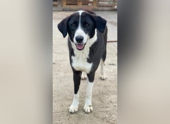 Arielle, geb. ca. 01/2023, lebt in GRIECHENLAND, im städt. Tierheim Serres